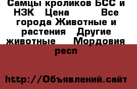 Самцы кроликов БСС и НЗК › Цена ­ 400 - Все города Животные и растения » Другие животные   . Мордовия респ.